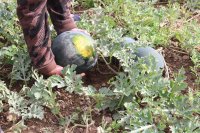 Wassermelone Blacktail Mountain (M11)