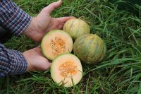 Honigmelone Cantaloup Charentais