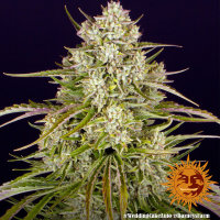 BF Wedding Cake Auto Fem. 3St.