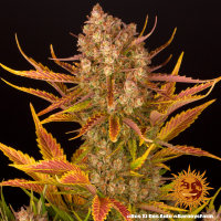 Barneys Farm Do-Si-Dos Auto Fem. 3St.