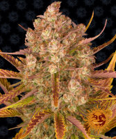 Barneys Farm Do-Si-Dos Auto Fem. 3St.