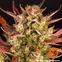 Barneys Farm Do-Si-Dos Auto Fem. 3St.