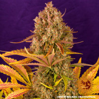 Barneys Farm Do-Si-Dos Auto Fem. 3St.