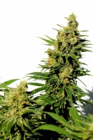 Kannabia BCN Diesel CBD Fem. 3St.