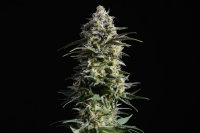 Kannabia Pure Skunk Go Fast Fem. 3St.