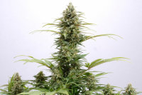 Kannabia Pure Skunk Go Fast Fem. 3St.