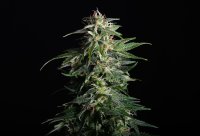 Kannabia Swiss Dream Auto CBD Fem. 3St.