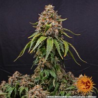 BF White Widow XXL Fem. 3St.