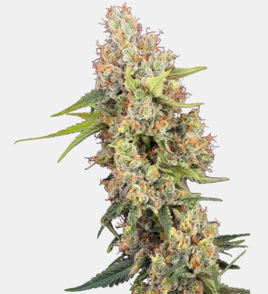 Sensi Seeds Mandarine Punch Fem. 3St.