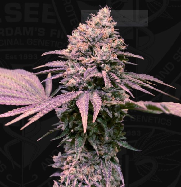 T.H. Seeds London Mint Cake Fem. 6St.