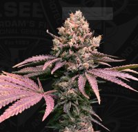 T.H. Seeds London Mint Cake Fem. 6St.