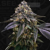 T.H. Seeds French Macaron - Gelato 33 X French Cookies...