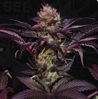 T.H. Seeds French Macaron - Gelato 33 X French Cookies Fem. 6St.