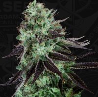 T.H. Seeds Darkstar Reg. 5St.