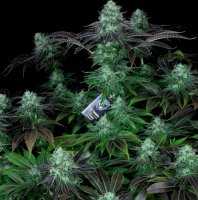 T.H. Seeds Darkstar Reg. 5St.