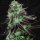 T.H. Seeds Darkstar Reg. 5St.