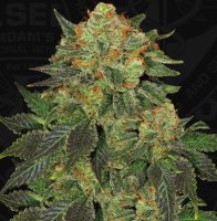 T.H. Seeds Bubblegum Fem. 6St.