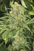 Humboldt Seeds Green Crack Fem. 3St.