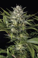 Humboldt Seeds Pineapple Skunk Fem. 3St.