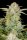 Fastbuds Bruce Banner Auto Fem. 3St.