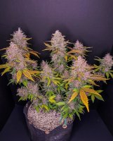 Fastbuds LSD-25 Auto Fem. 3St.