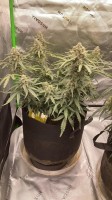 Fastbuds Pineapple Express Auto Fem. 3St.