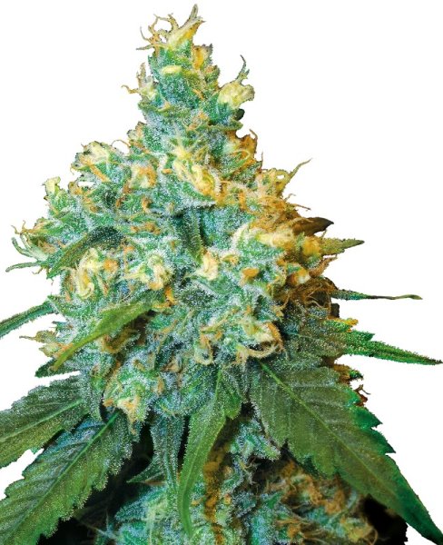 Sensi Seeds Jack Herer Reg. 10St.