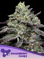 Anesia Smashberry Fumez Fem. 3St.