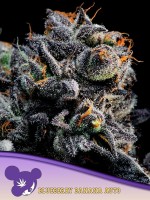 Anesia Blueberry Banana Auto Fem. 3St.