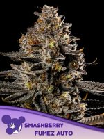 Anesia Smashberry Fumez Auto Fem. 3St.