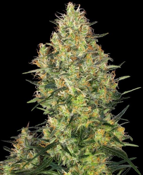 Sensi Seeds Shiva Skunk Fem. 3St.