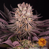 Barneys Farm Mimosa Orange Punch Fem 3St.