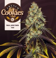 T.H. Seeds French Cookies Fem 6St.