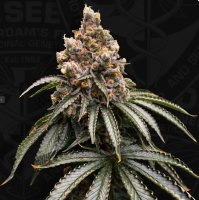 T.H. Seeds Mona Lisa Fem 6St.