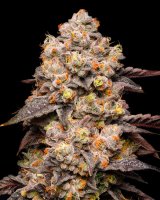 Cookies Seeds Dried Fruit Fem 3St.