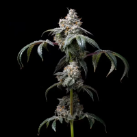 Cookies Seeds Dirty Diana Fem 3St.