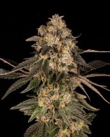 Cookies Seeds Cherry Fritter Fem 3St.