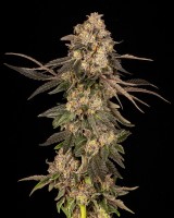 Cookies Seeds Cherry Fritter Fem 3St.