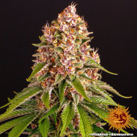 Barneys Farm Pink Kush Fem 3St.