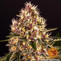 Barneys Farm Pink Kush Fem 3St.